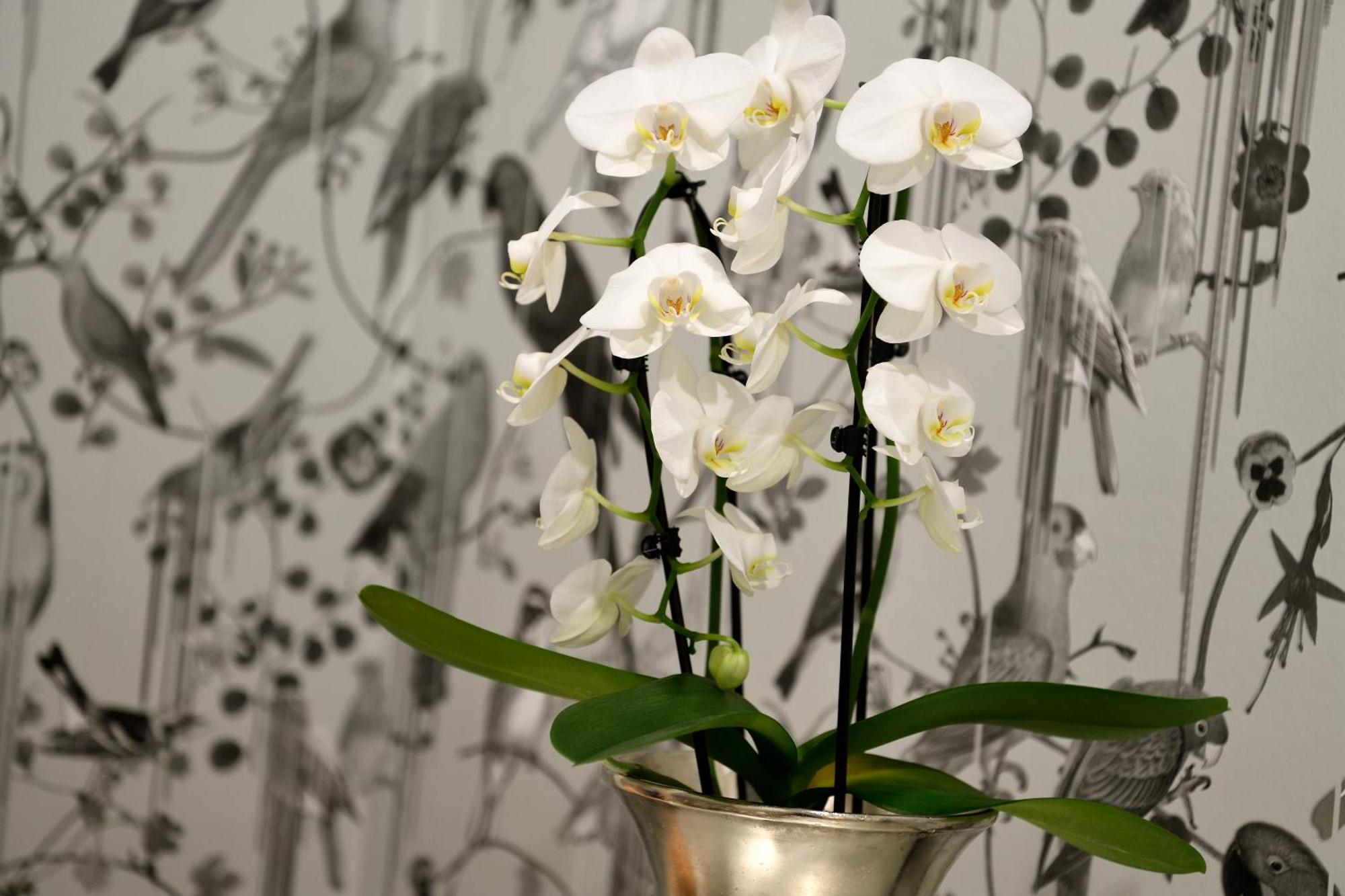 Kastens Hotel Luisenhof Хановер Екстериор снимка A potted orchid